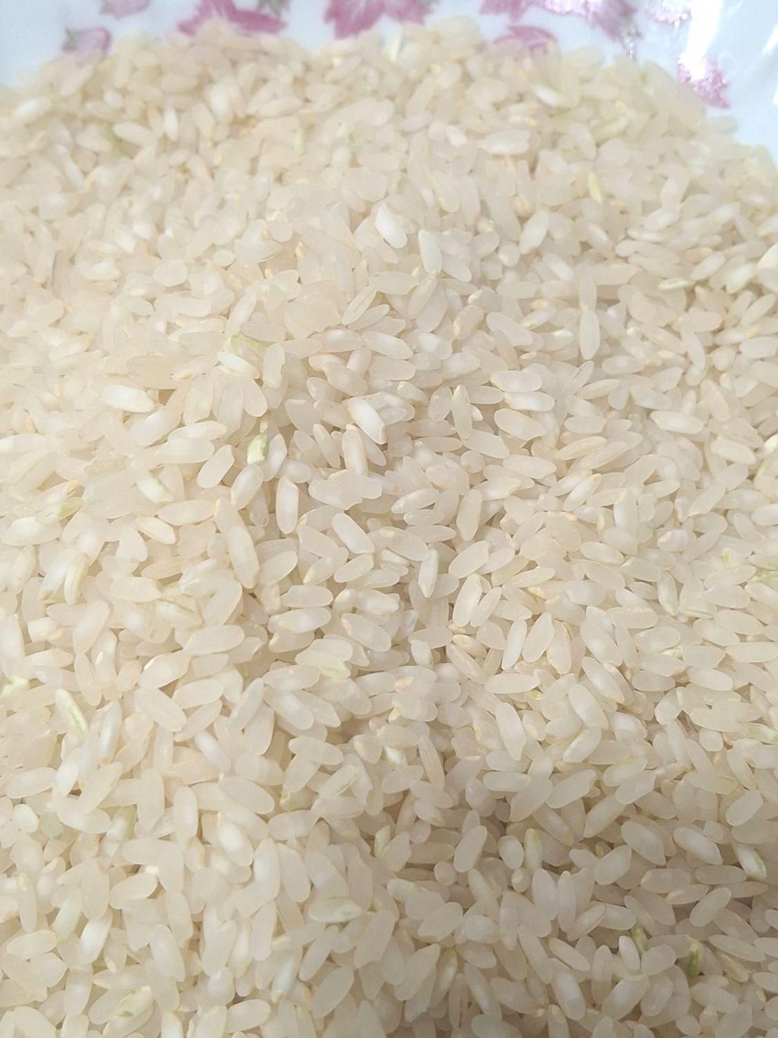 برنج کامفیروزی نو بشرط|خوردنی و آشامیدنی|شیراز, طلاب|دیوار