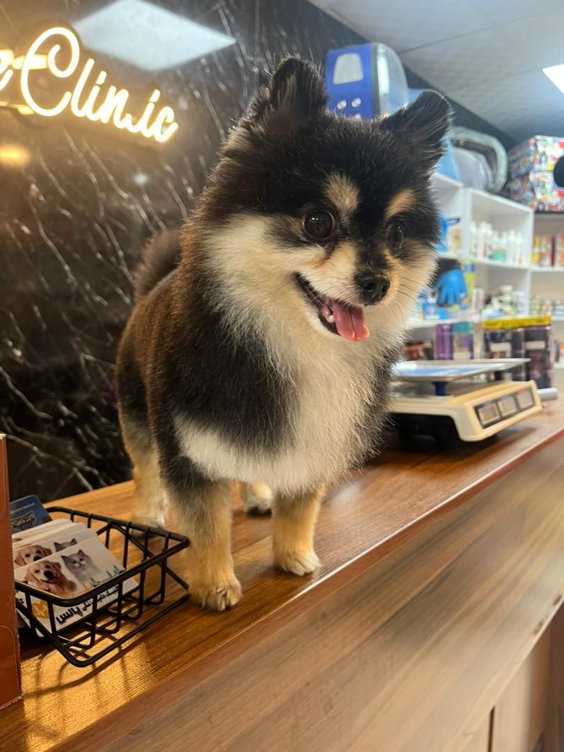 کوتاهی مو اصلاح حیوانات خانگی سگ گربه|خدمات پیشه و مهارت|شیراز, بعثت|دیوار