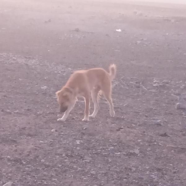 سگ رمگی بسیارهوشیار|سگ|بیرجند, |دیوار