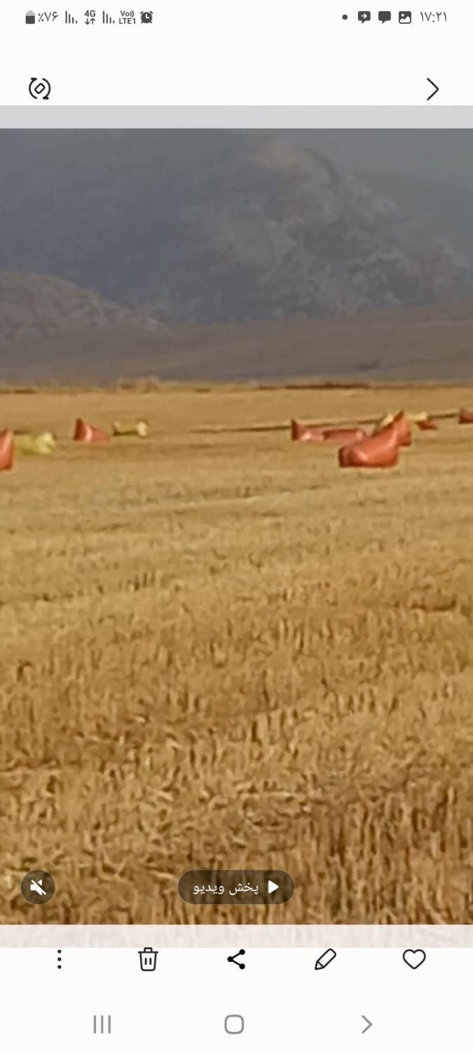 کاه کوبیده|عمدهفروشی|گنبد کاووس, |دیوار