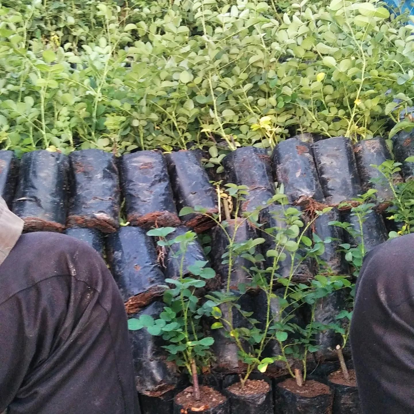فروش نهال گل محمدی گلدون کاشان اردهال حسنارود|خدمات باغبانی و درختکاری|کاشان, استرک|دیوار