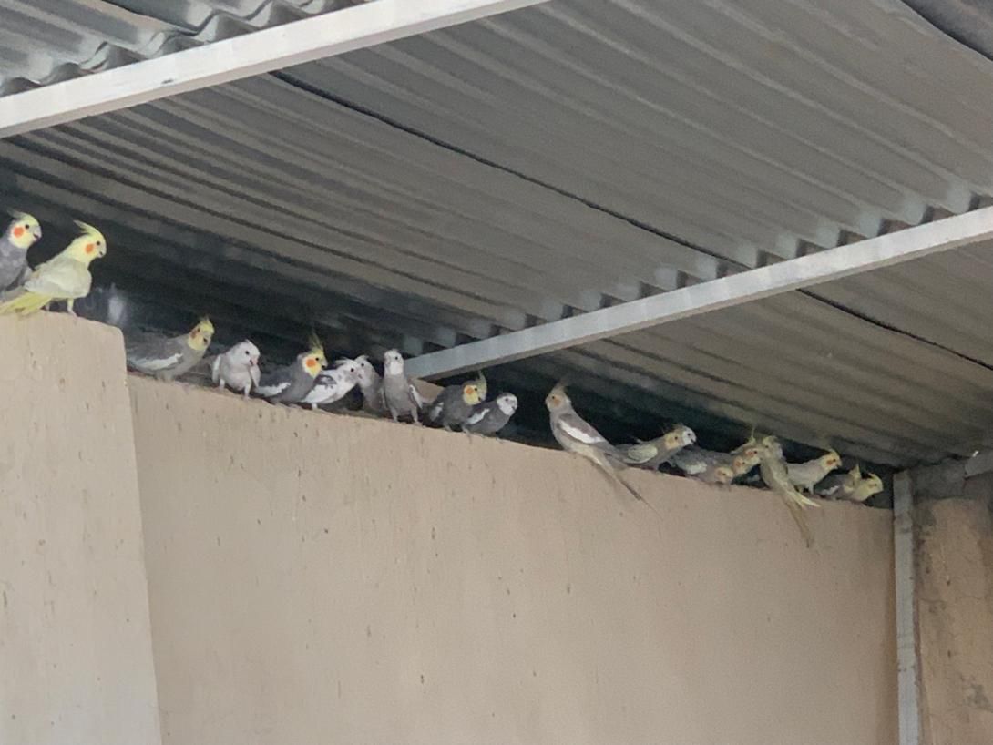 عروس هلندی|پرنده|لار, |دیوار