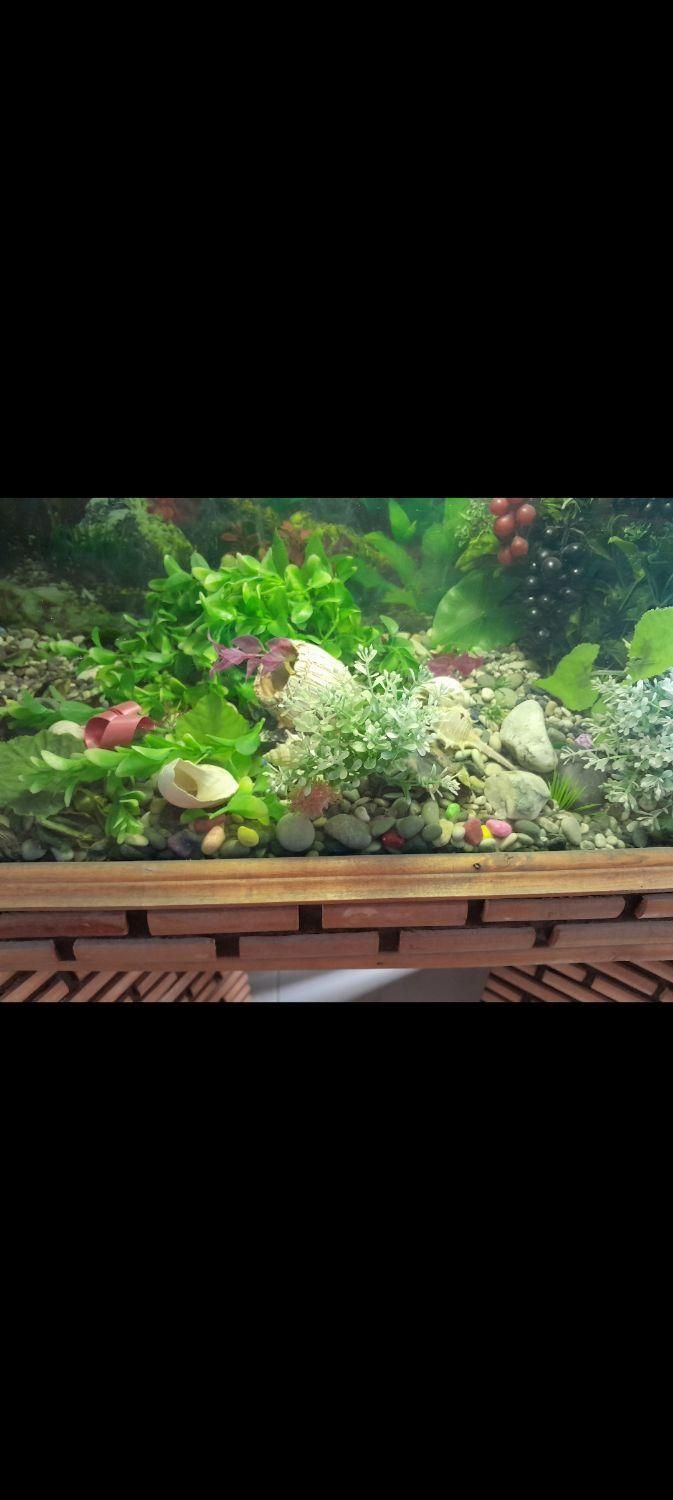 آکواریوم کلبه ای|ماهی|تهران, خرمشهر|دیوار