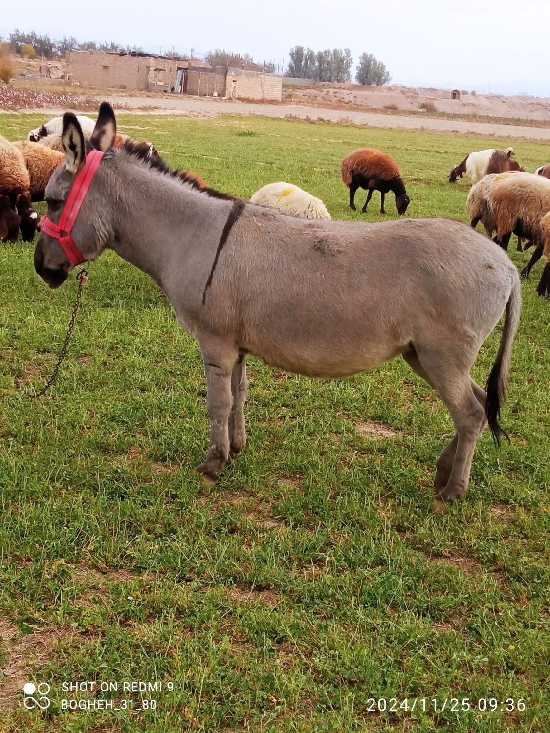 خر الاغ سگ گوسفند بز|حیوانات مزرعه|اصفهان, شهرستان|دیوار