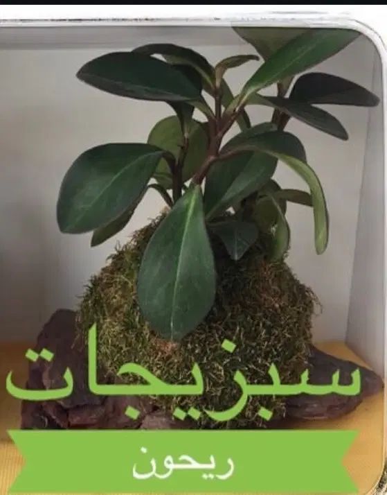 استخدام همکار خانم جهت کار در سبزی خرد کنی|استخدام خدمات فروشگاه و رستوران|شهریار, شهریار|دیوار