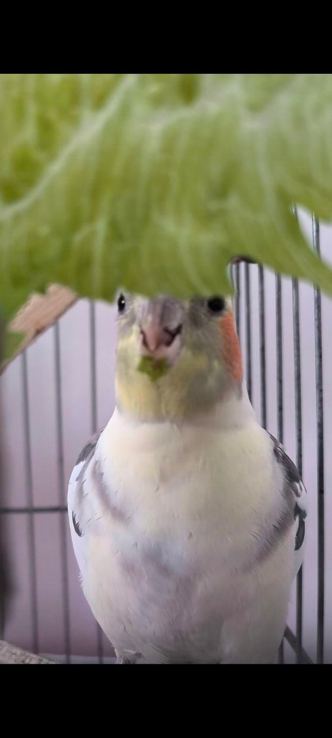 عروس هلندی،گمشده|پرنده|زنجان, |دیوار