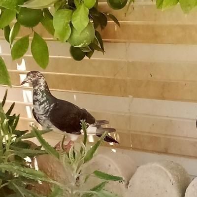 کبوتر گمشده در همت اباد|حیوانات|خان ببین, |دیوار