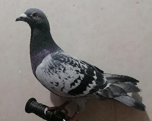 کفتر پلاکی|پرنده|قم, شهرک فاطمیه|دیوار