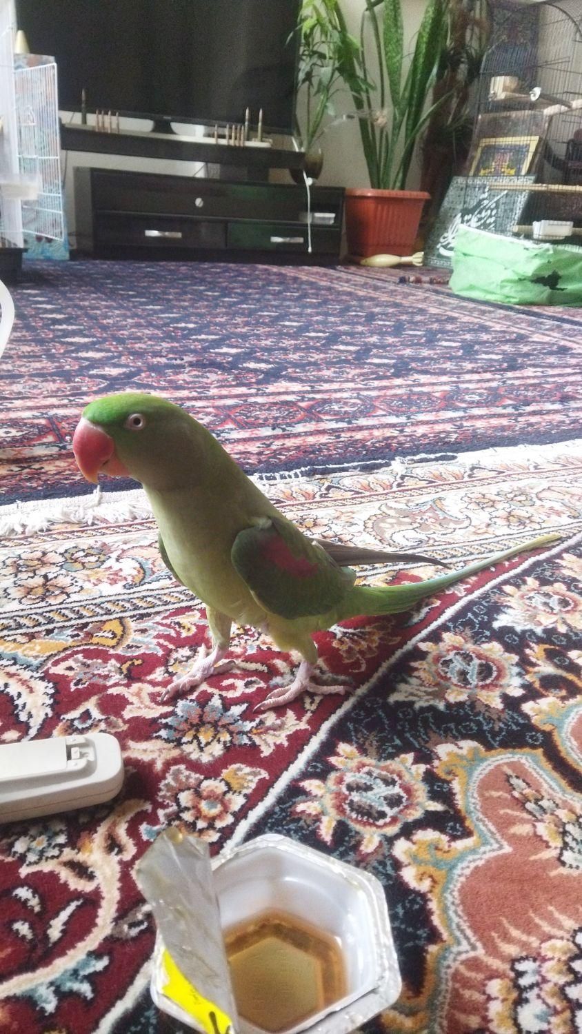 شاه طوطی ماده بالغ دستی رام سخنگو|پرنده|ساری, |دیوار