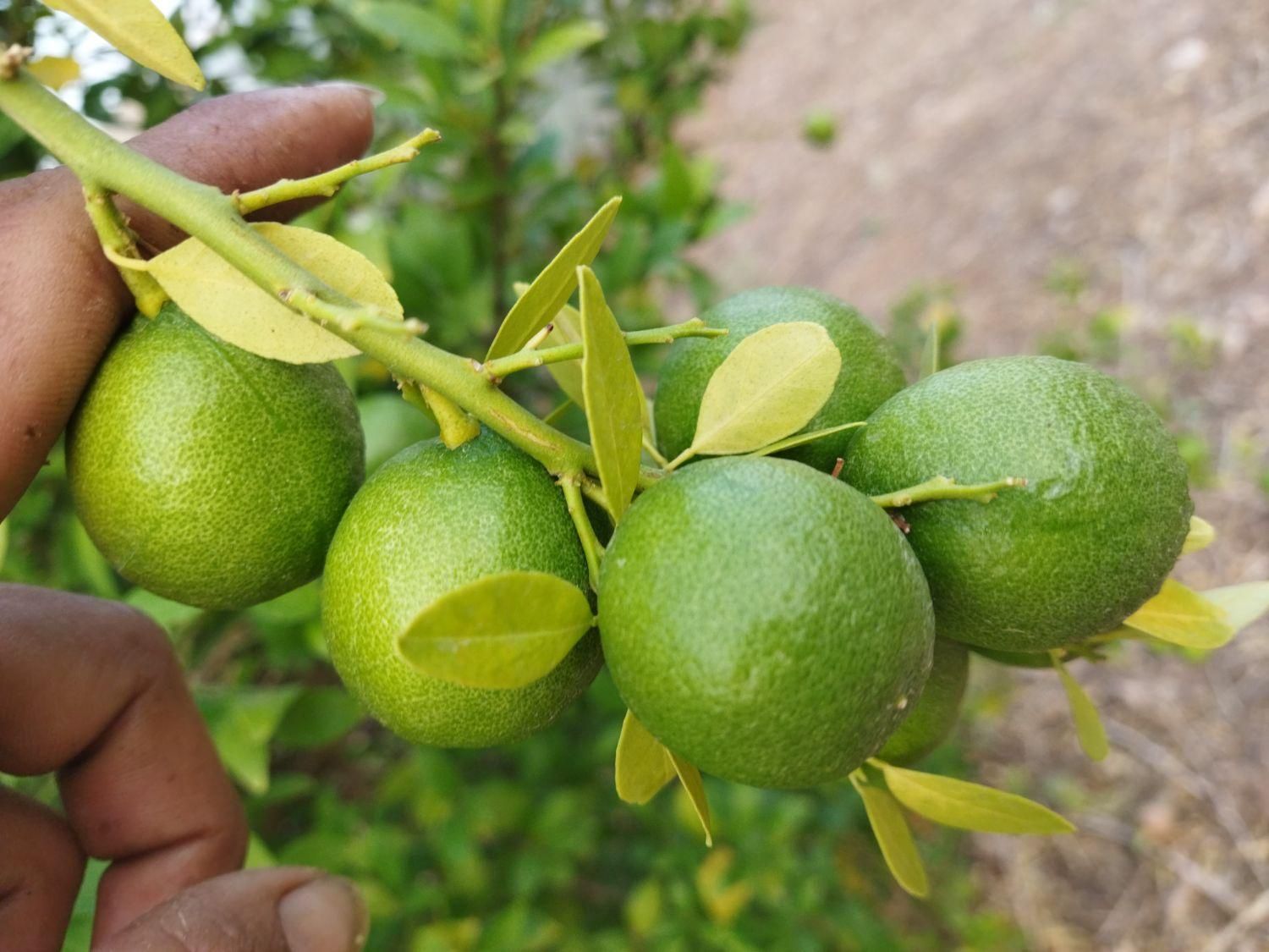 خریدوفروش لیموومرکبات|خدمات باغبانی و درختکاری|دوگنبدان, |دیوار