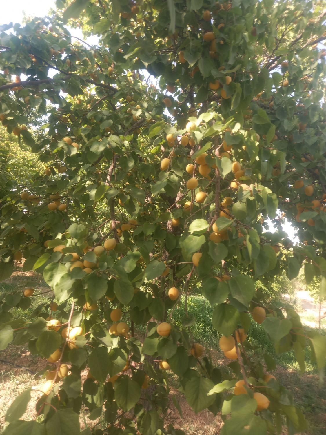 1050متر باغ آجیلی عالی نزدیک آسفالت|فروش دفتر صنعتی، کشاورزی، تجاری|سامان, |دیوار