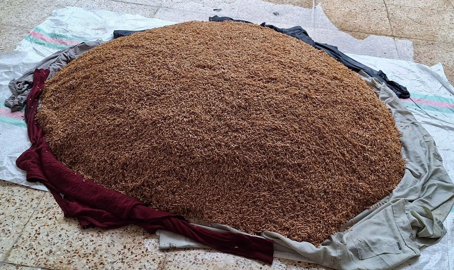 برنج شاهکلایی، برنج طارم هاشمی خالص کیلویی250|خوردنی و آشامیدنی|زرگرشهر, |دیوار