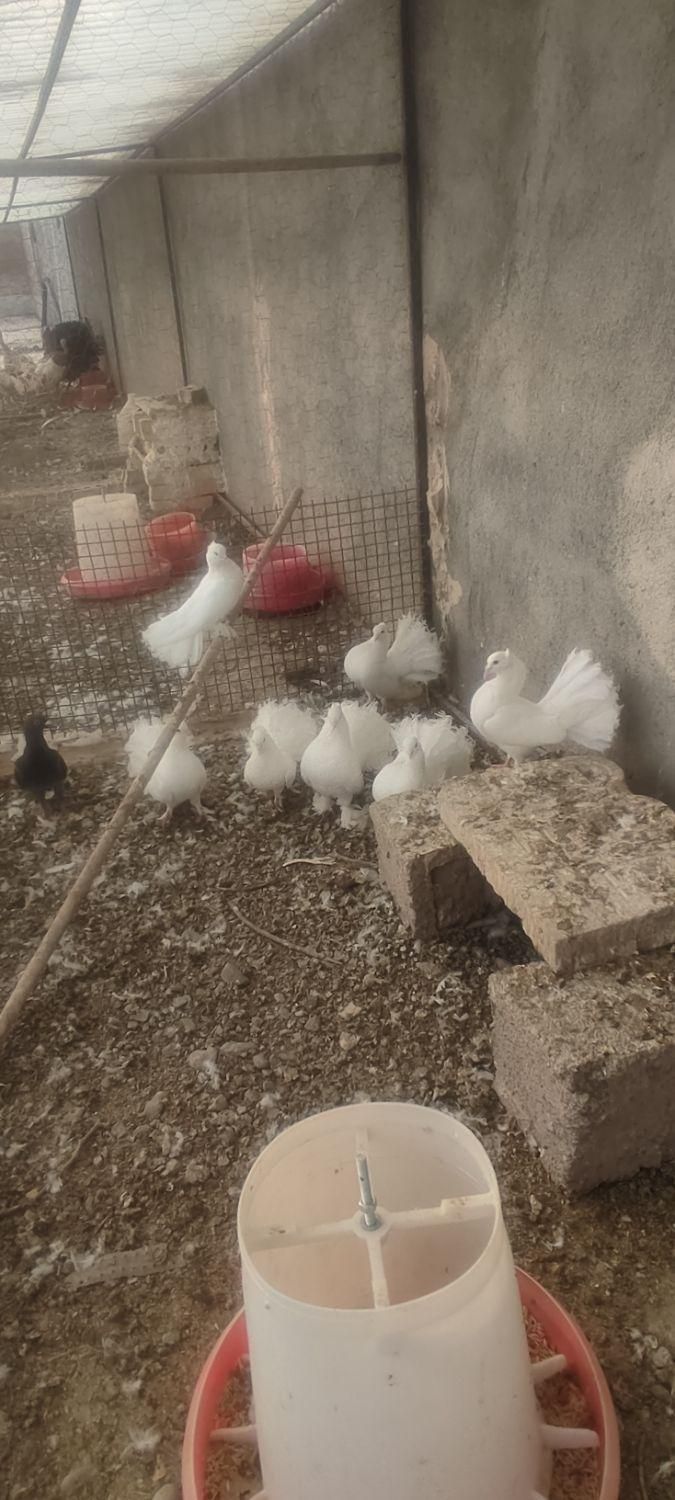 کبوتر تزئینی چتری|پرنده|مشهد, کارمندان دوم|دیوار