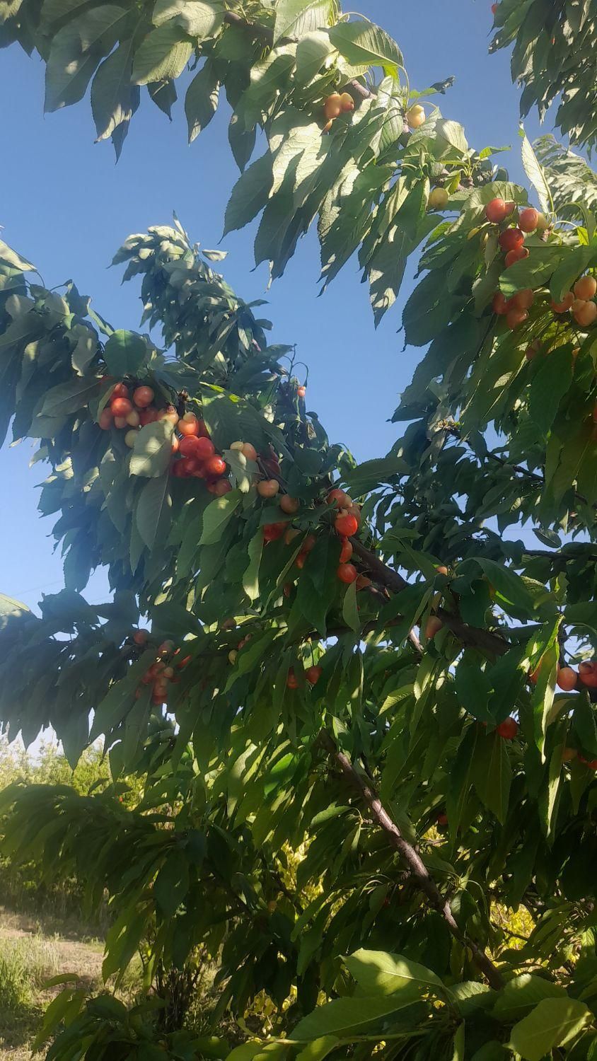 باغ انار ۱۲۰۰متر|فروش دفتر صنعتی، کشاورزی، تجاری|ساوه, |دیوار