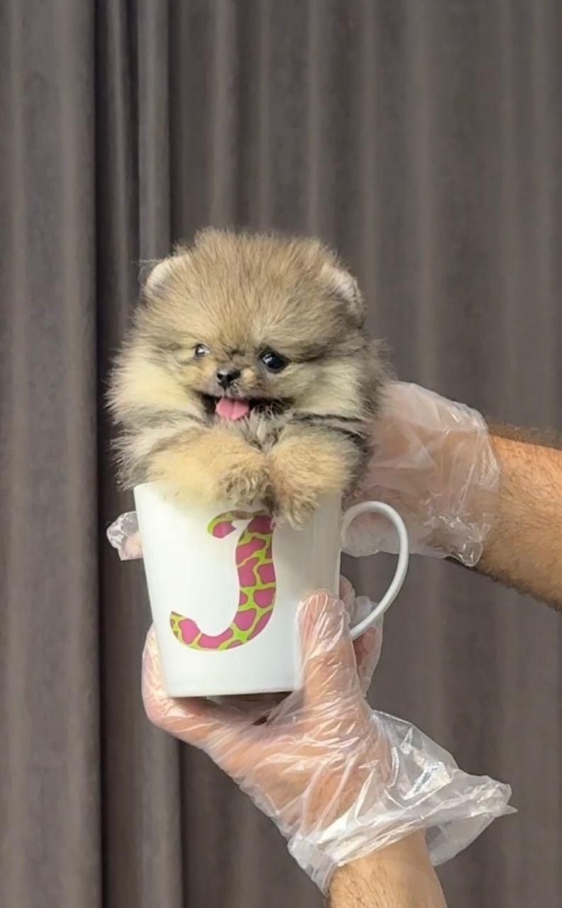 پامرانیان خرسی بو فیس|سگ|رشت, لاکانی|دیوار