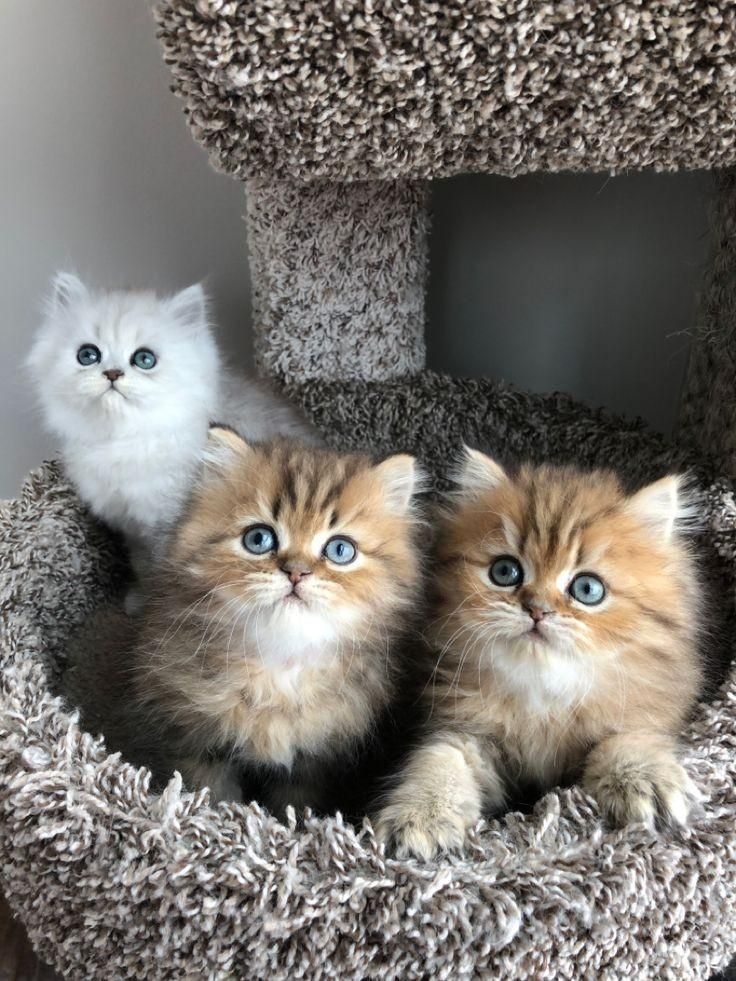 مجموعه گربه های اشرافی (پرشین بریتیش اسکاتیش)|گربه|تهران, پونک|دیوار