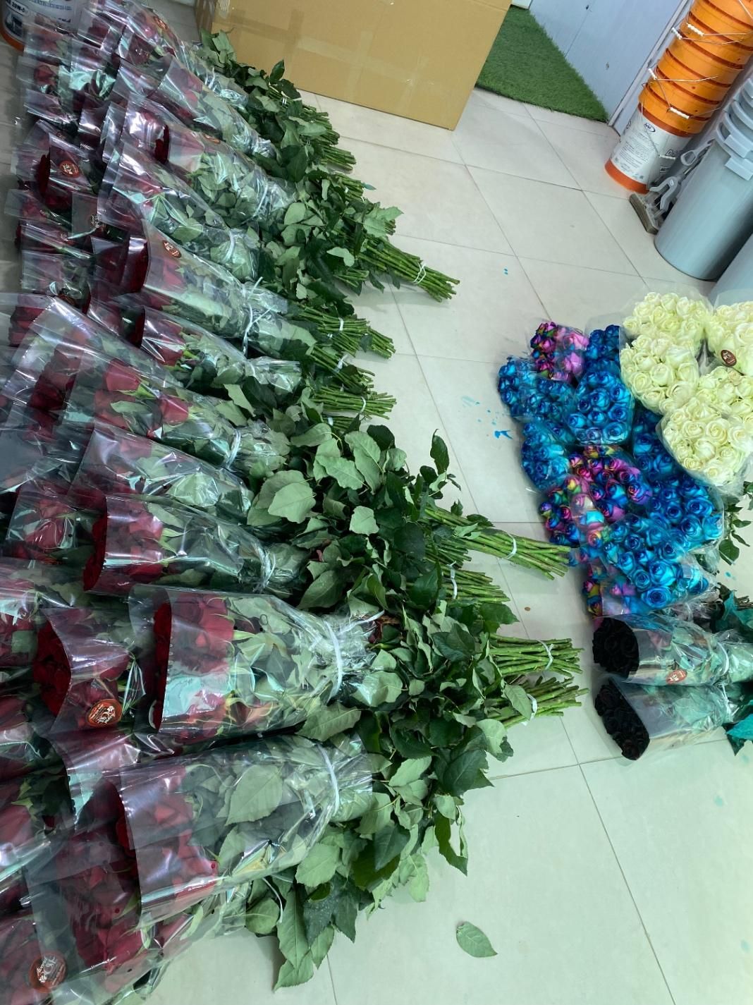 پخش عمده رز هلندی|گل و گیاه طبیعی|شیراز, باغ تخت|دیوار