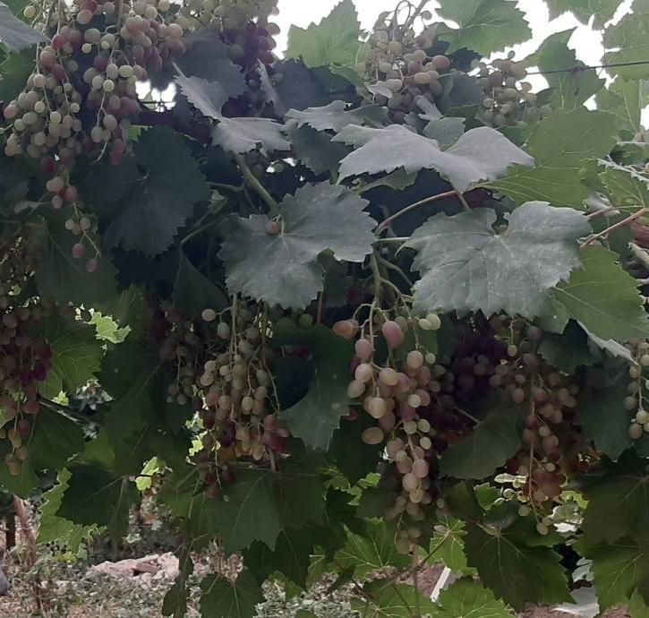 سرکه و ابغوره انگور قرمز خانگی|خوردنی و آشامیدنی|تهران, تختی|دیوار