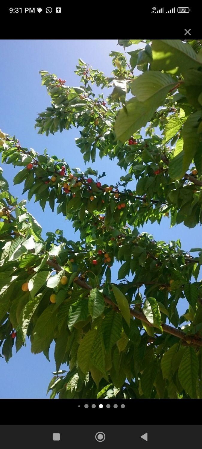 فروش باغ ۵۰۰۰ متری در کودیان برق آب گاز|فروش دفتر صنعتی، کشاورزی، تجاری|شیراز, کودیان|دیوار