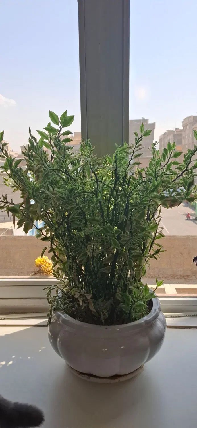 دو گلدان بسیار زیبا و سالم با گلدان سرامیکی|گل و گیاه طبیعی|ری, دولت‌آباد|دیوار