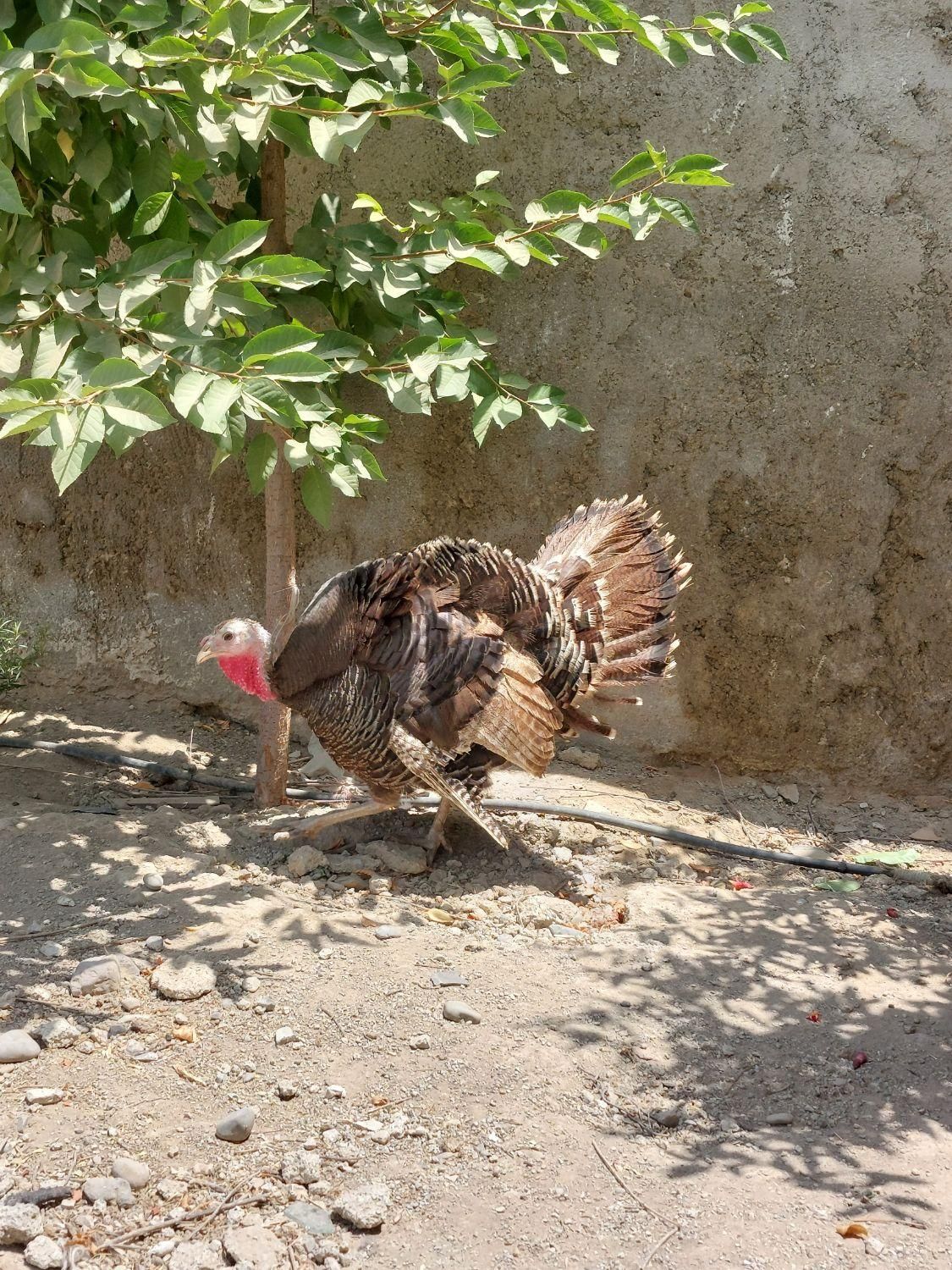 بوقلمون|حیوانات مزرعه|هشتگرد, هشتگرد قدیم|دیوار