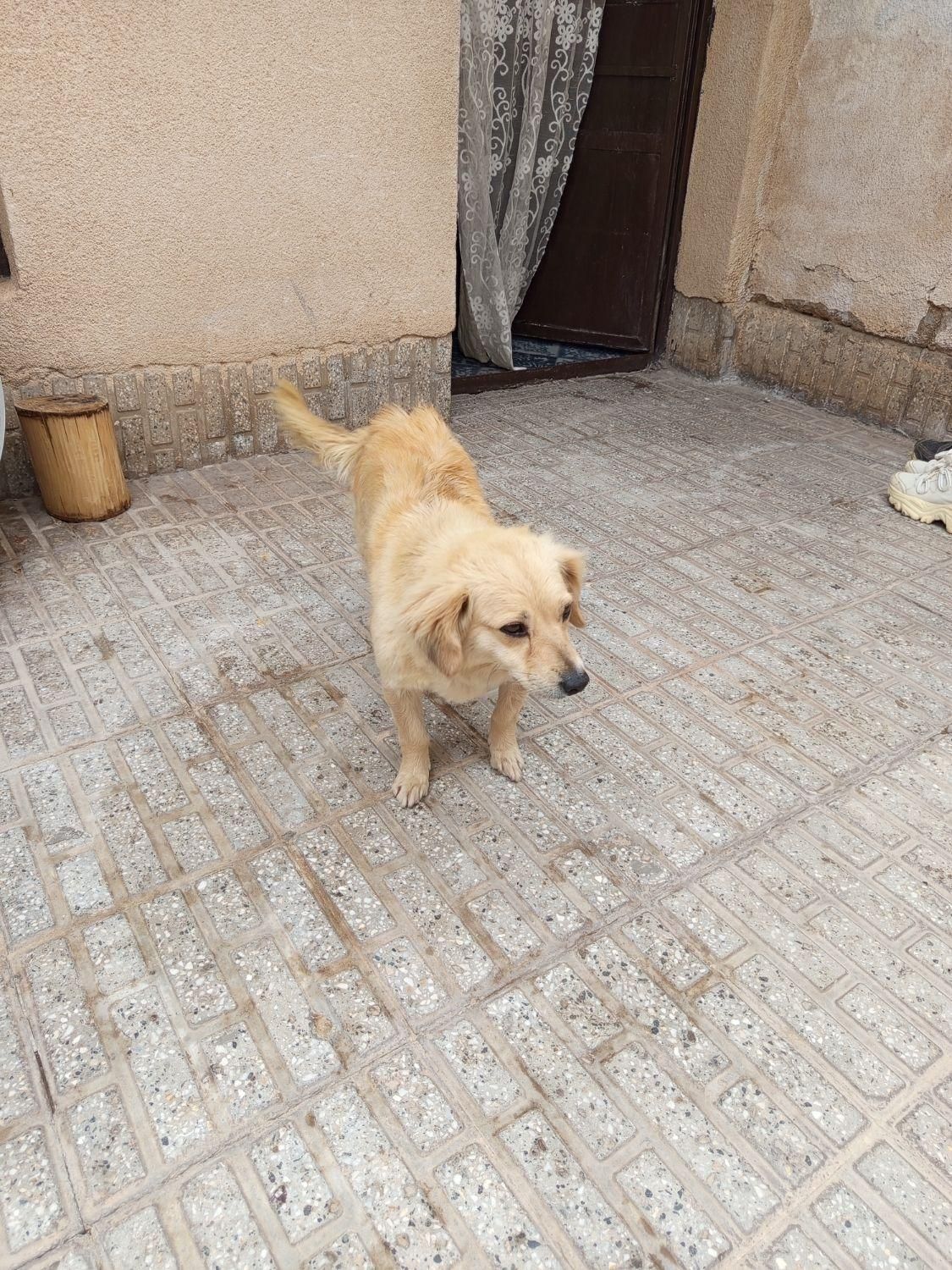 سگ خانگی|سگ|همدان, |دیوار