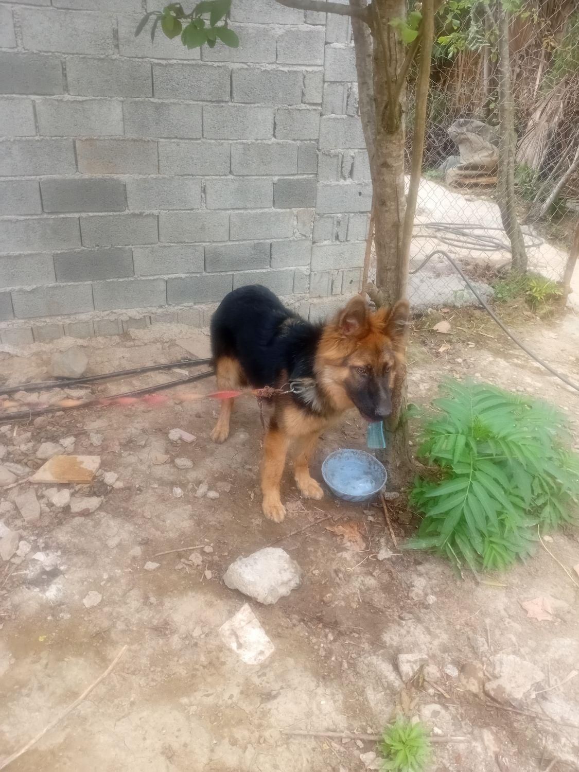 ژرمن ماده درشت زیر یک سال|سگ|لاهیجان, آهندان|دیوار