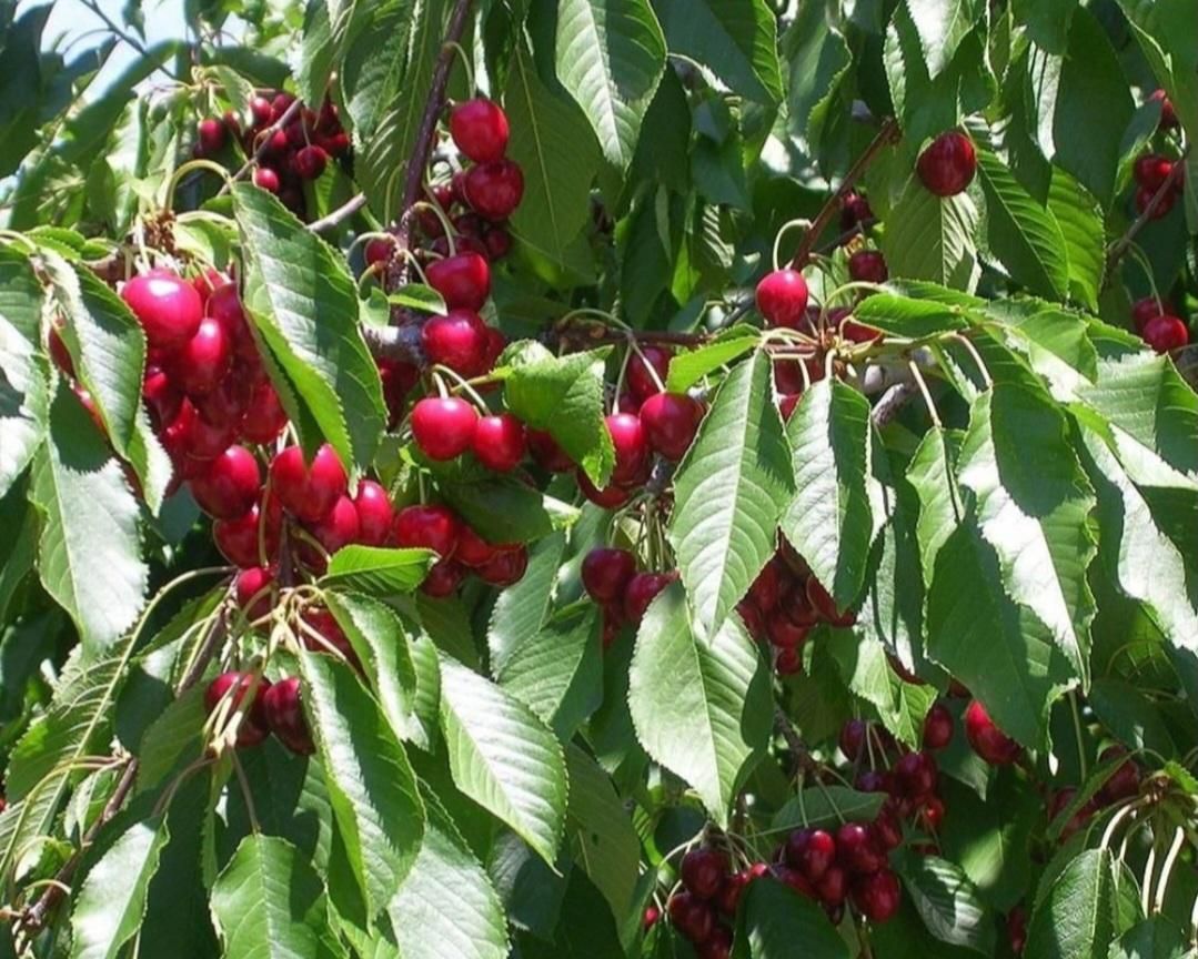 فروشومعاوضه باغ۱۰۰۰ متری در عارفی|فروش دفتر صنعتی، کشاورزی، تجاری|مشهد, رباط طرق|دیوار