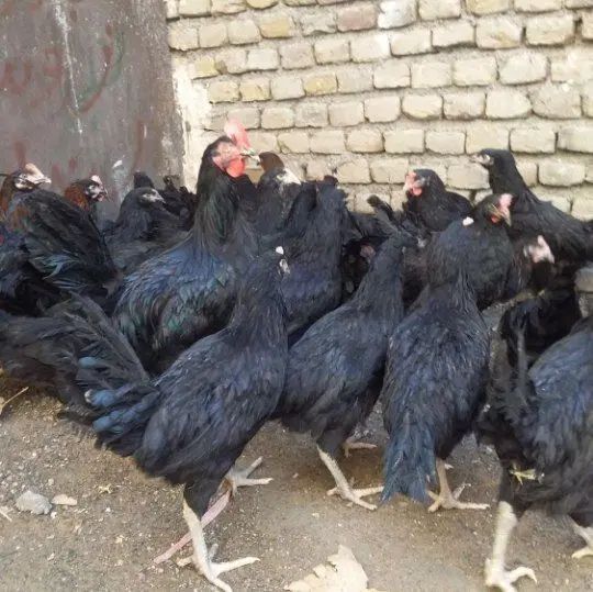 مرغ وخروس سیاه قربانی خونی خروس محلی مرغ سفیدتخمی|حیوانات مزرعه|مشهد, کوی سیدی|دیوار