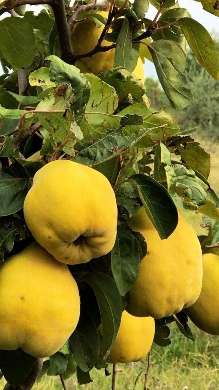 سیب سبز گلابی استوایی دراگون جکفروت|خدمات باغبانی و درختکاری|رشت, آزادگان|دیوار