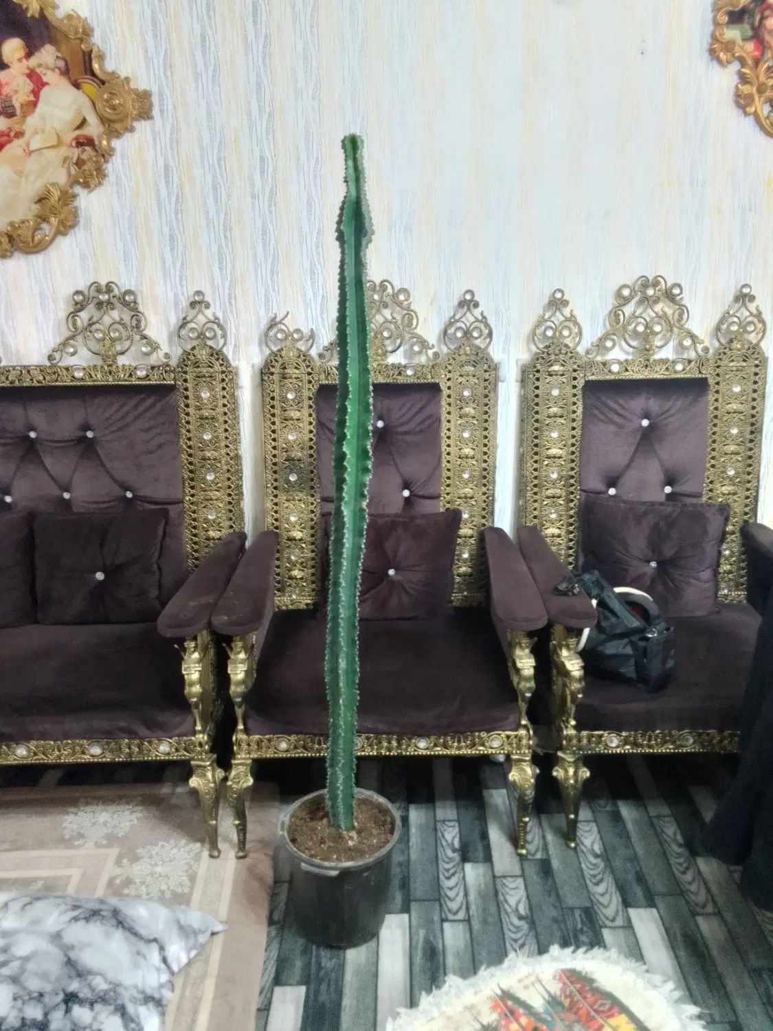 گل کاکتوس تعویض با مانیتور کامپیوتر مرغ عشق یاهرچی|گل و گیاه طبیعی|کرج, حصارک بالا|دیوار