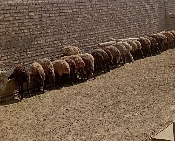 چهل راس میش آبستن مناسب داشت و پروار بدون بره|حیوانات مزرعه|تهران, آسمان|دیوار