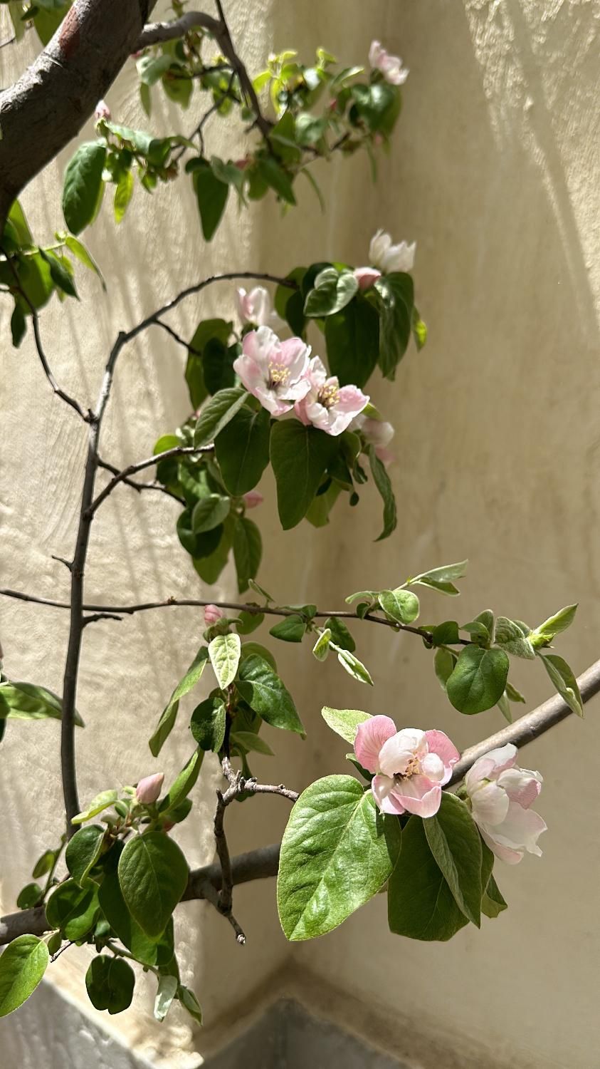 باغ ۷۹۰متر دماوند|فروش خانه و ویلا|دماوند, دماوند|دیوار