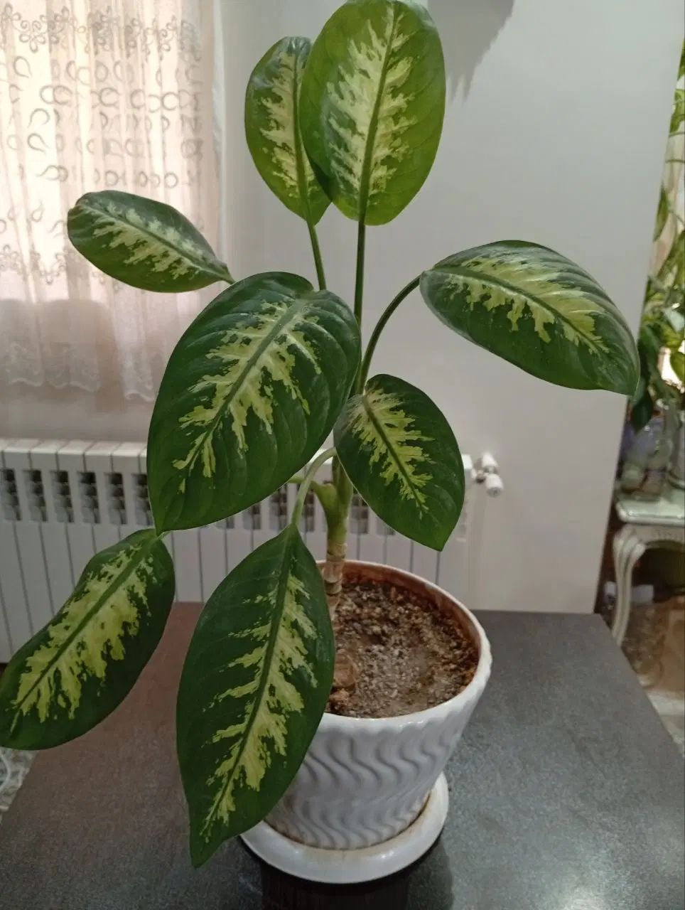 دیفن ،اگلنما نقره ای و برفی،شفلرا،قاشق طلایی،|گل و گیاه طبیعی|تهران, مجیدآباد|دیوار