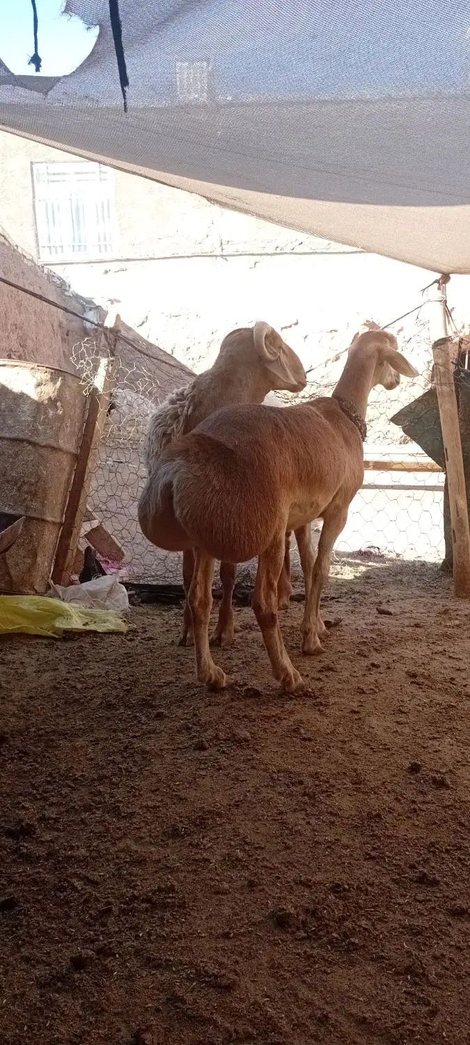 بره ماده چینی|حیوانات مزرعه|مشهد, تبادکان|دیوار