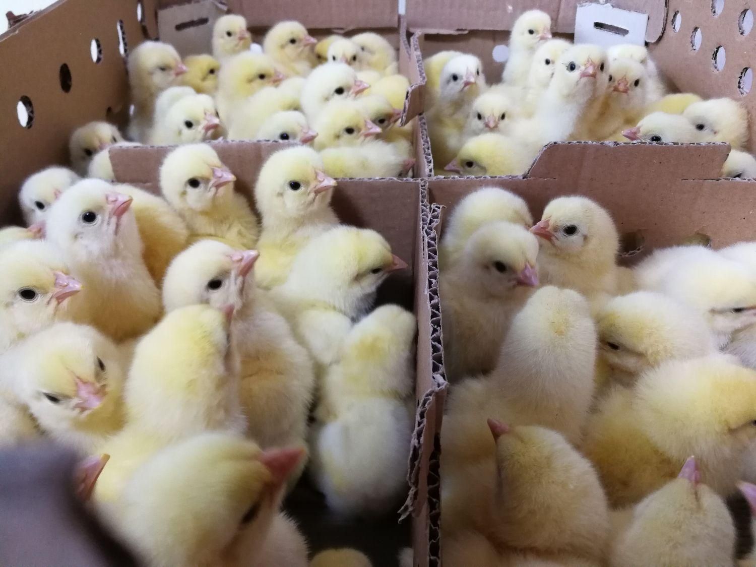 جوجه گوشتی نژاد راس|حیوانات مزرعه|تنکابن, |دیوار