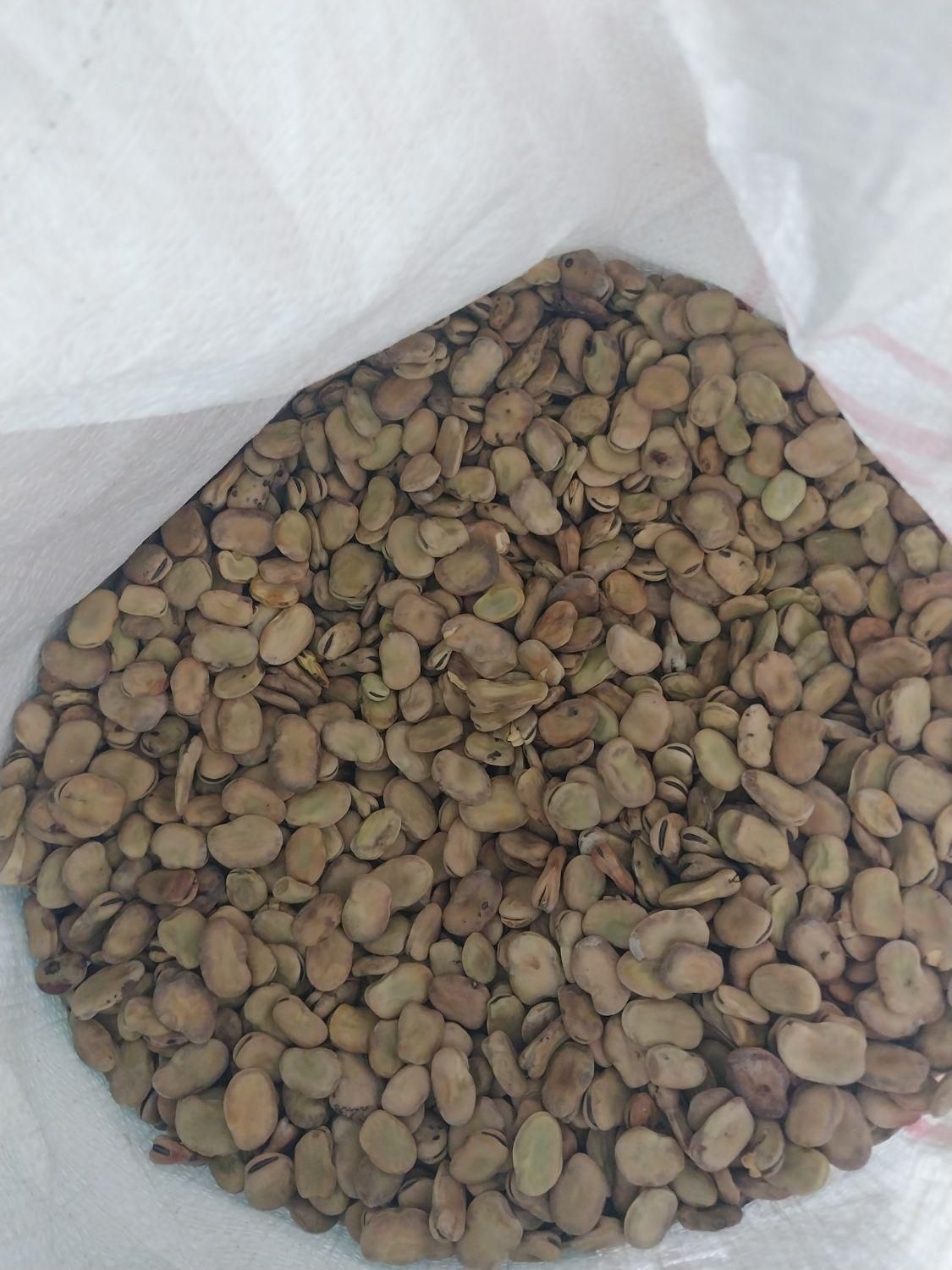 باقلا شرطی|گل و گیاه طبیعی|بهبهان, |دیوار