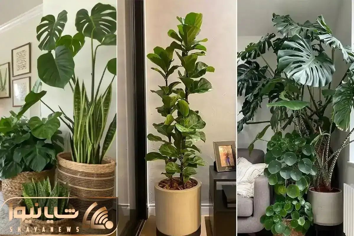 خدمات باغبانی گلکاری باغچه کاری تعویض خاک گلدون|خدمات باغبانی و درختکاری|کرج, گلشهر|دیوار