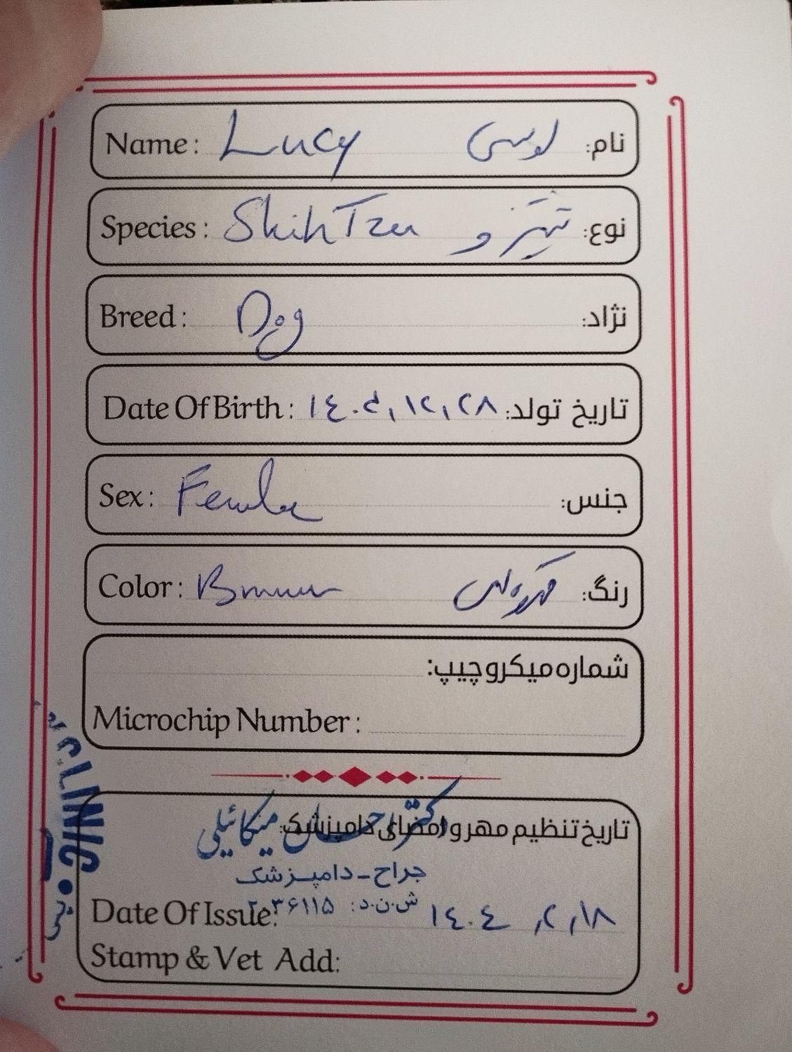 پاکوتاه نژاد شیتزو شناسنامه دار|سگ|اردبیل, |دیوار