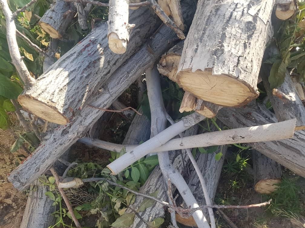 خریدار مستقیم چوب درختان میوه و تیر|خدمات باغبانی و درختکاری|ارومیه, |دیوار