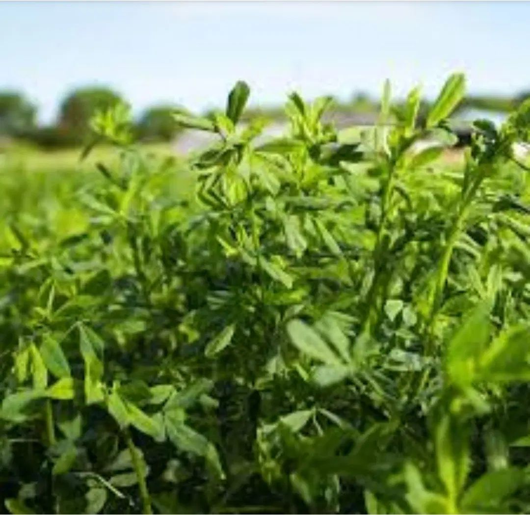 فروش یونجه  اسیاب شده(باقیمت توافقی)|خدمات باغبانی و درختکاری|کرمانشاه, |دیوار