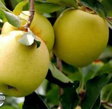 مرکز فروش اینترنتی نهال شناسه دار(سیب زرد)|خدمات باغبانی و درختکاری|ازنا, |دیوار