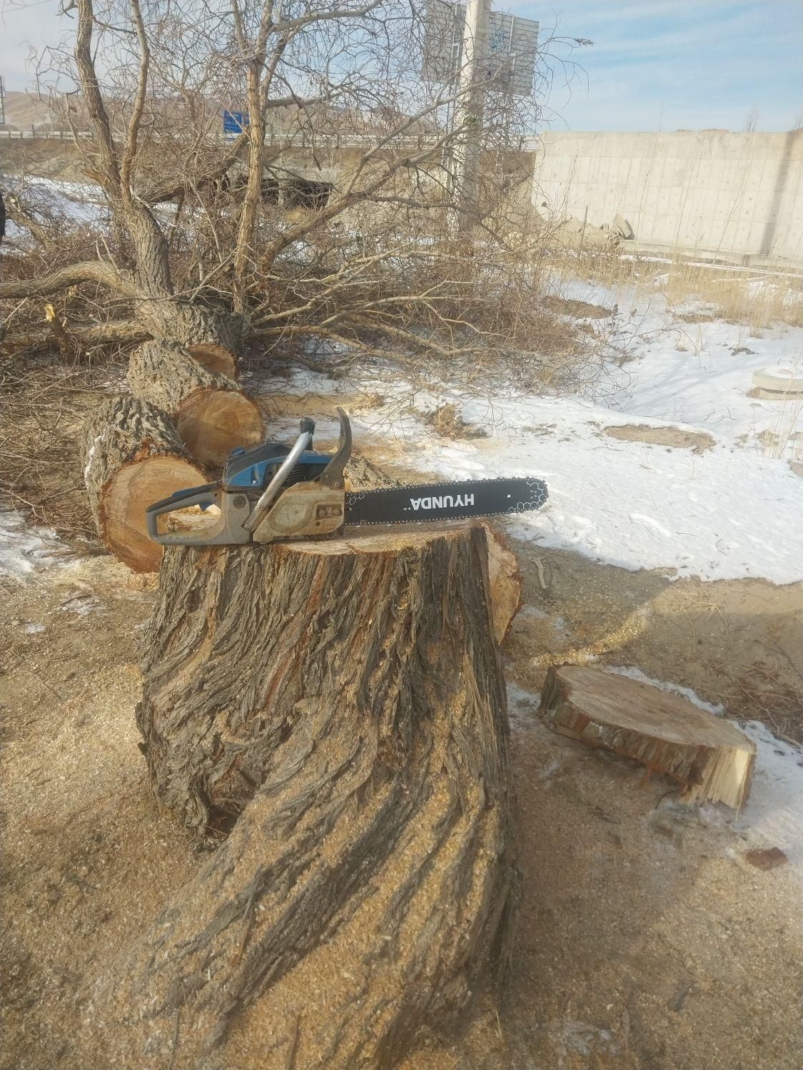 خرید‌درخت‌خریدار‌چوب‌برش‌انواع‌درختان‌مانع‌هرس‌|خدمات باغبانی و درختکاری|تبریز, |دیوار