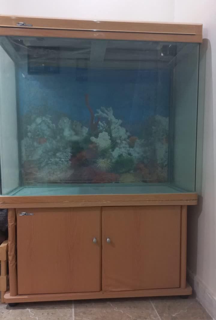 آکواریوم وارداتی|ماهی|هشتگرد, فاز ۱ مهستان|دیوار