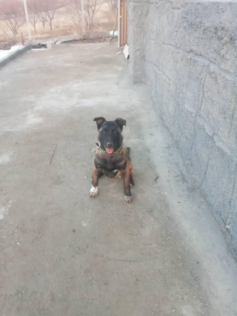 سگ مانینیوز|سگ|سنندج, |دیوار