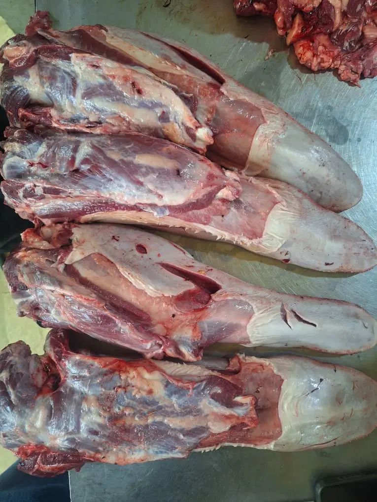 گوشت صورت کله زبان مغز گوساله|خوردنی و آشامیدنی|تهران, نظامی گنجوی (توانیر)|دیوار