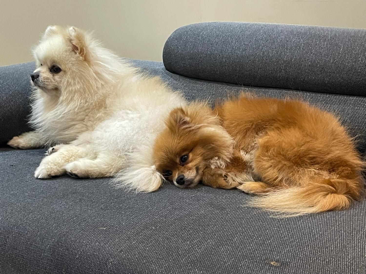 پامرانین خرسی سفید نر وارداتی کش ش|سگ|کرج, گلشهر|دیوار