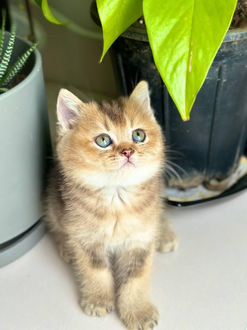 کانال گربه میوهاپ ( پرشین / بریتیش / اسکاتیش )|گربه|اصفهان, جلفا|دیوار