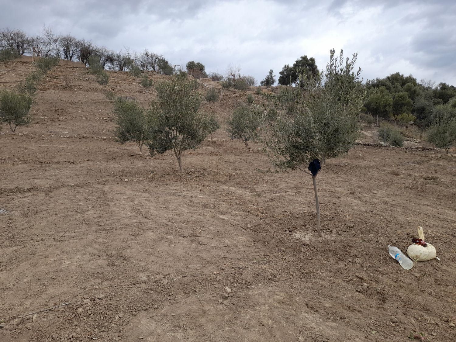 فروش زمین مسکونی وباغ زیتون|فروش زمین و ملک کلنگی|طارم, |دیوار