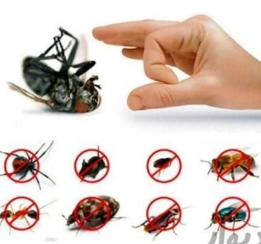 سم پاشی،سمپاشی سوسک و ساس 100٪ تضمینی باضمانت کتبی|خدمات نظافت|تهران, نارمک|دیوار